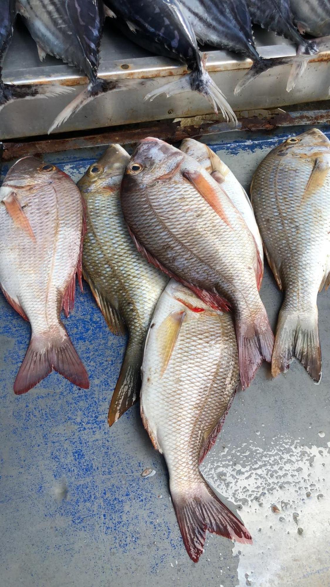 Saman Resort Yala Tissamaharama Kültér fotó