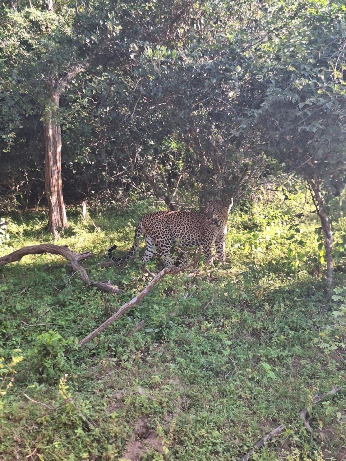 Saman Resort Yala Tissamaharama Kültér fotó